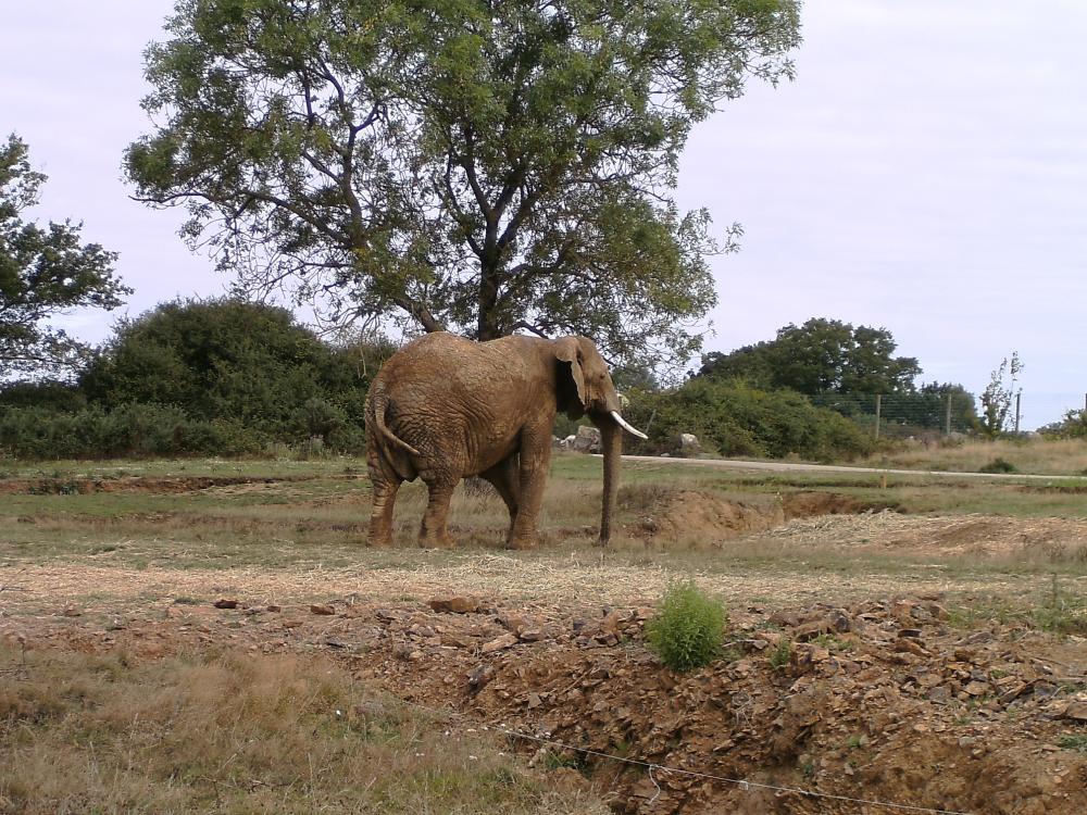 Elephant (4).JPG