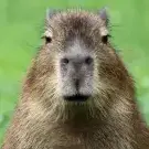 Capybara0
