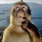 monkeymonkey