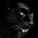 pas2noir