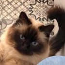 Leslie