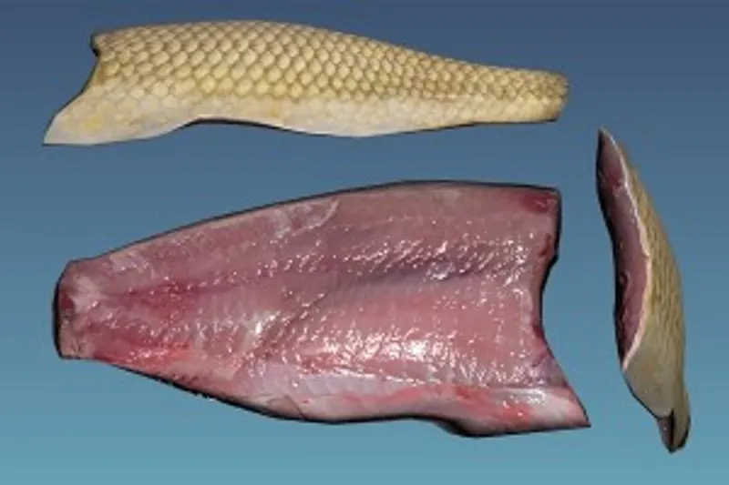 DayZ 3D Model filet DayZ 3D Model filet