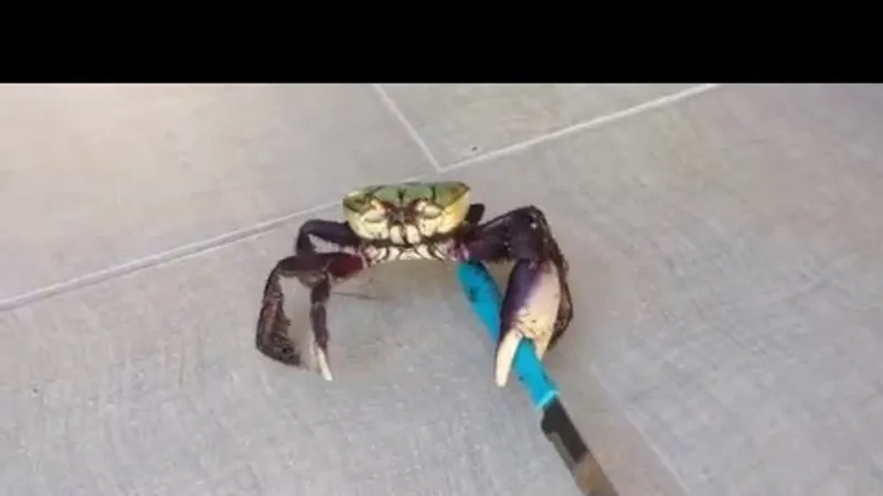 Avez-vous déjà rêvé d'être un crabe avec un sabre ?