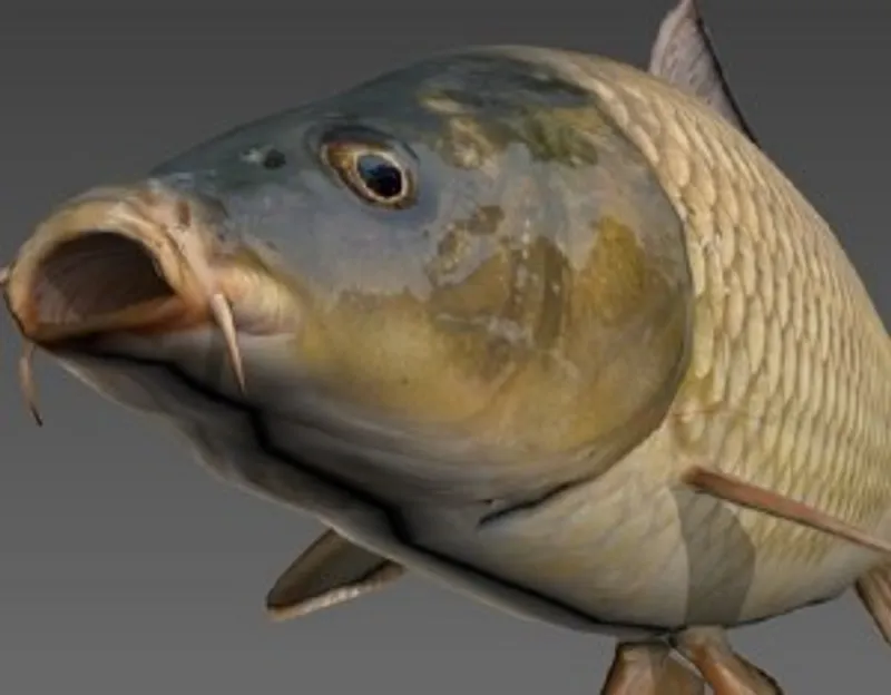 DayZ screenshot poisson