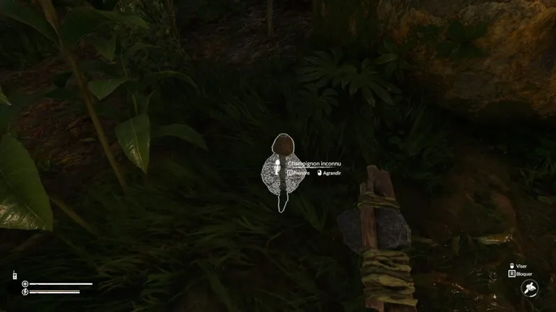 Green Hell - Comment se soigner - champignon