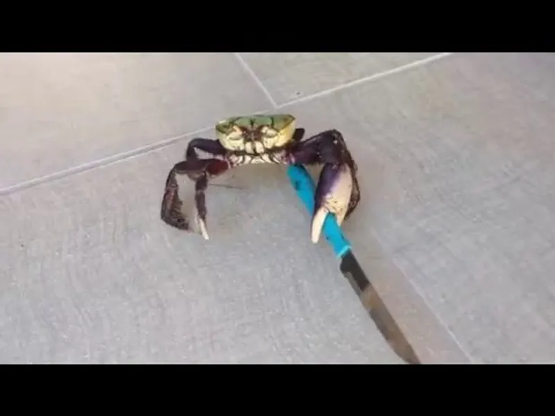 memecrab